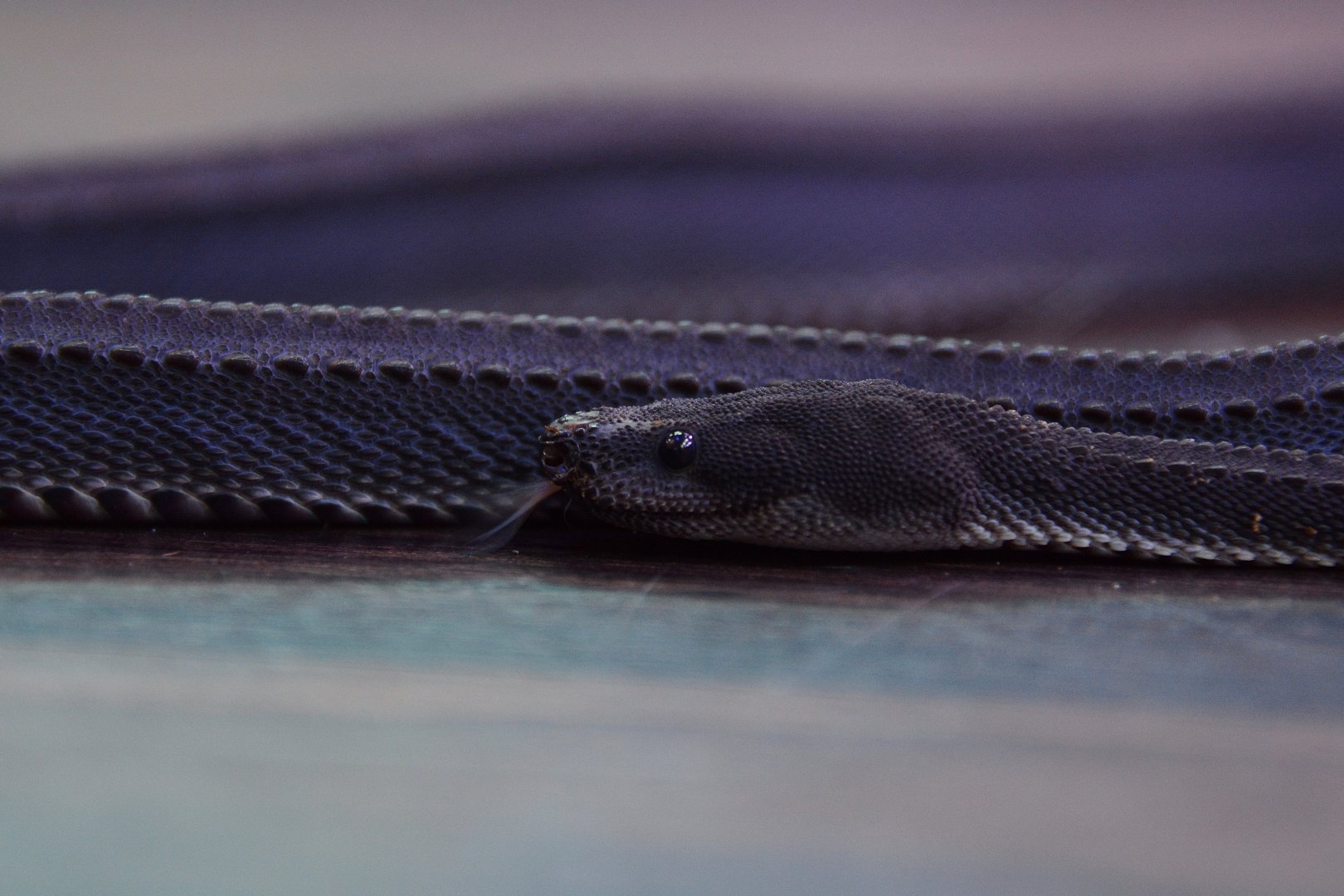 Dragon snake (Xenodermus javanicus)