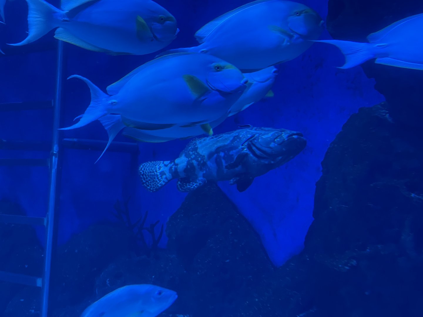 dragon tiger grouper (epinephelus lanceolatus x epinephelus fuscoguttatus)