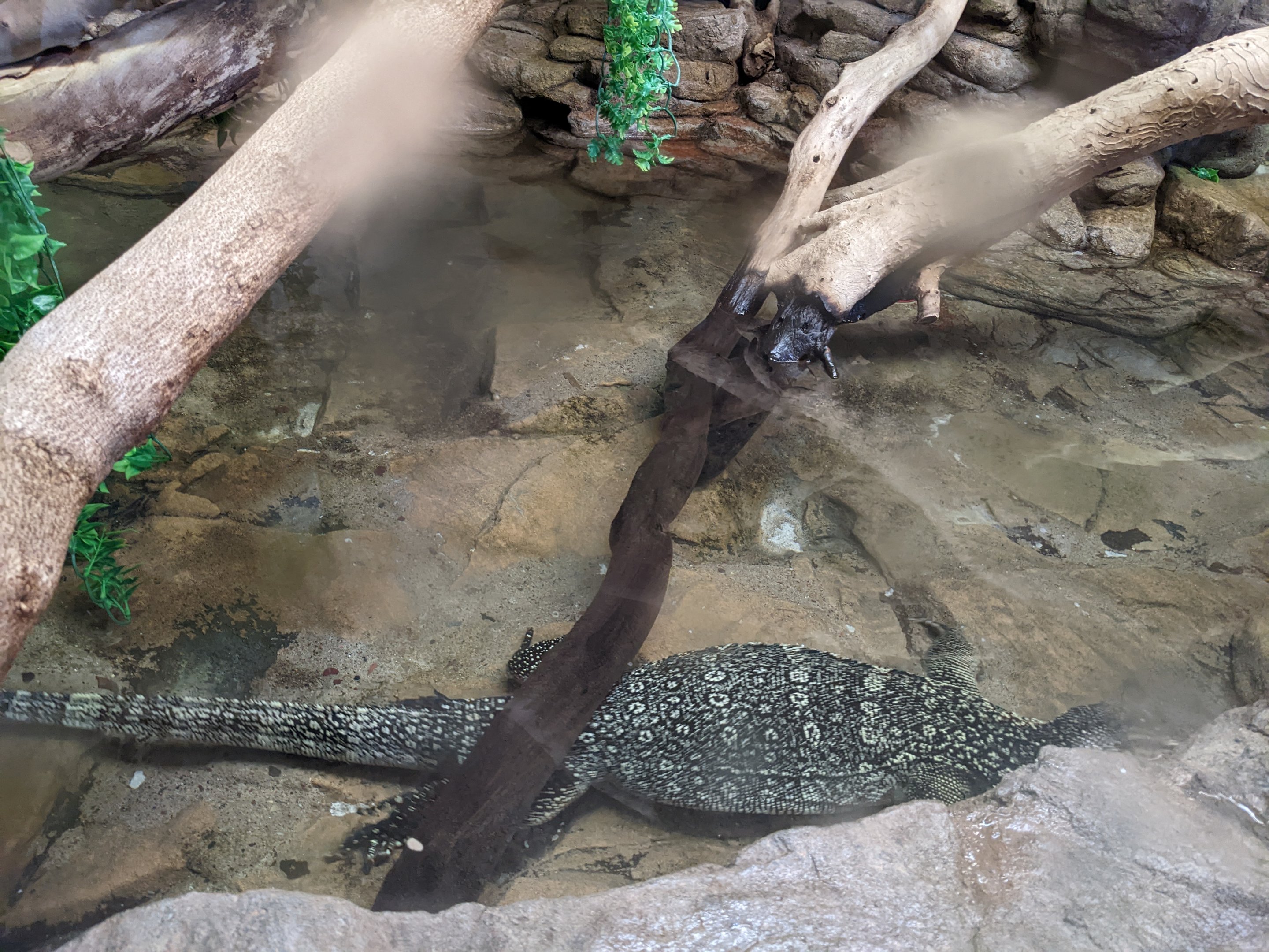 Dragon World - Asian water monitor