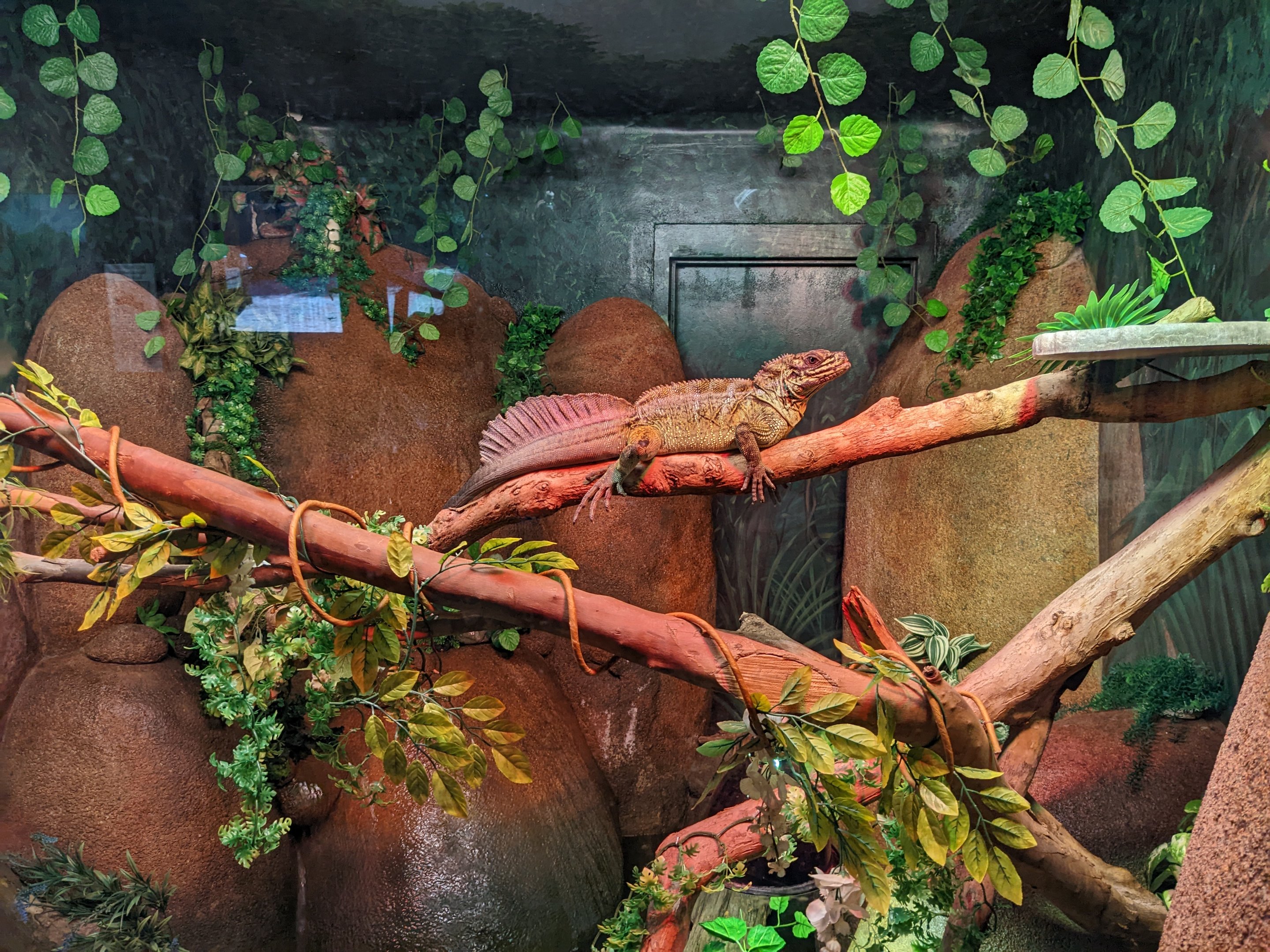 Dragon World - crested water dragon