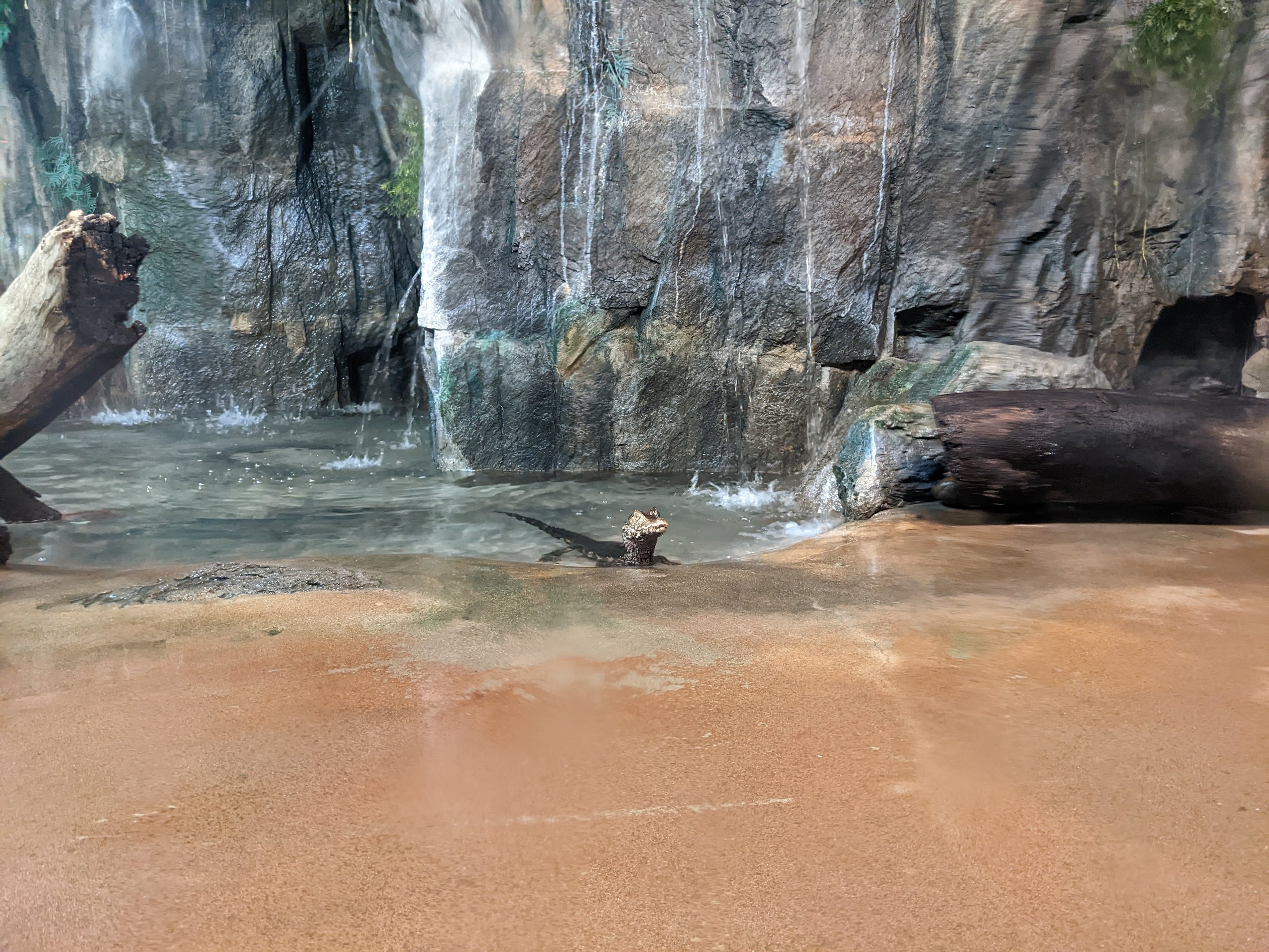 Dragon World - Dwarf caiman