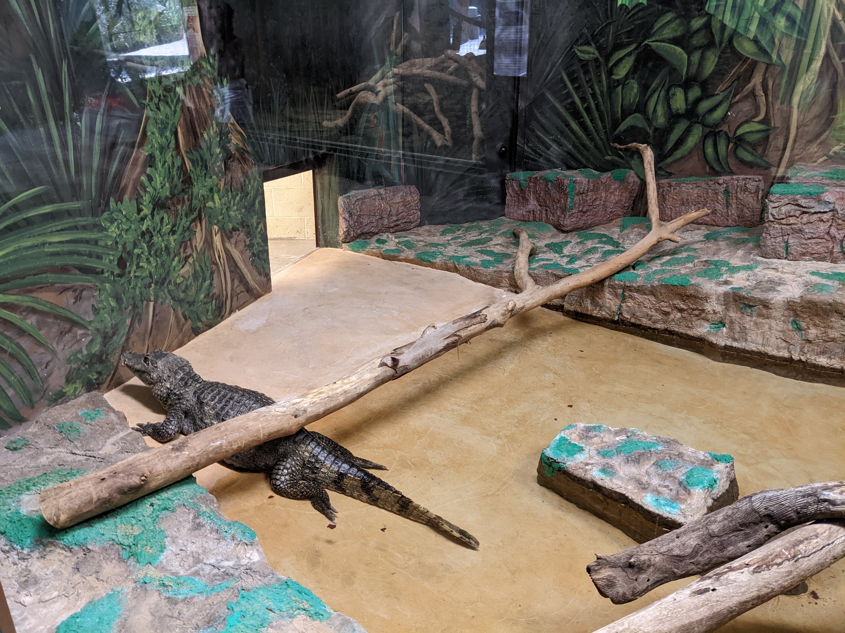 Dragon World - Dwarf Crocodile