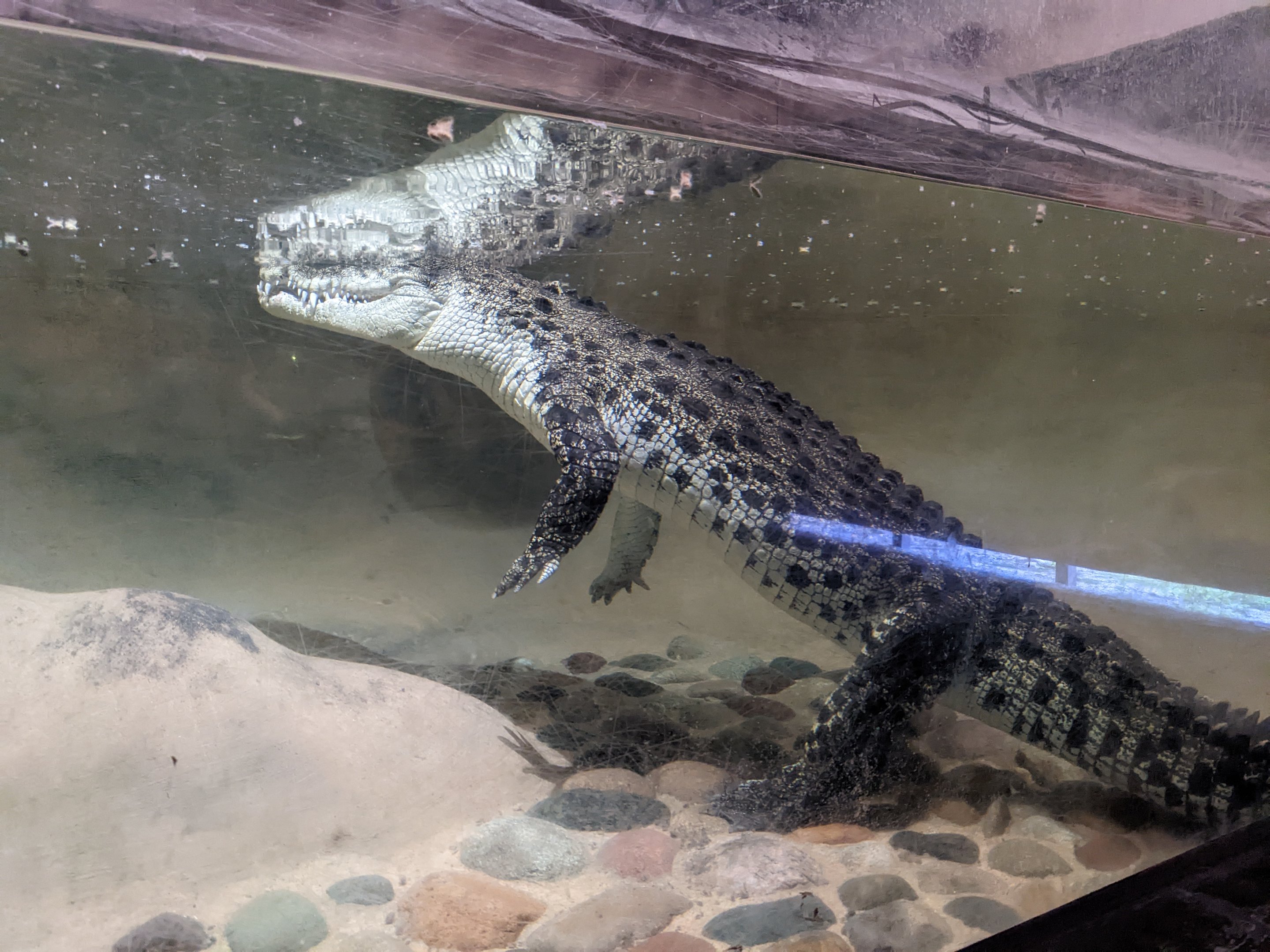 Dragon World - salt water crocodile