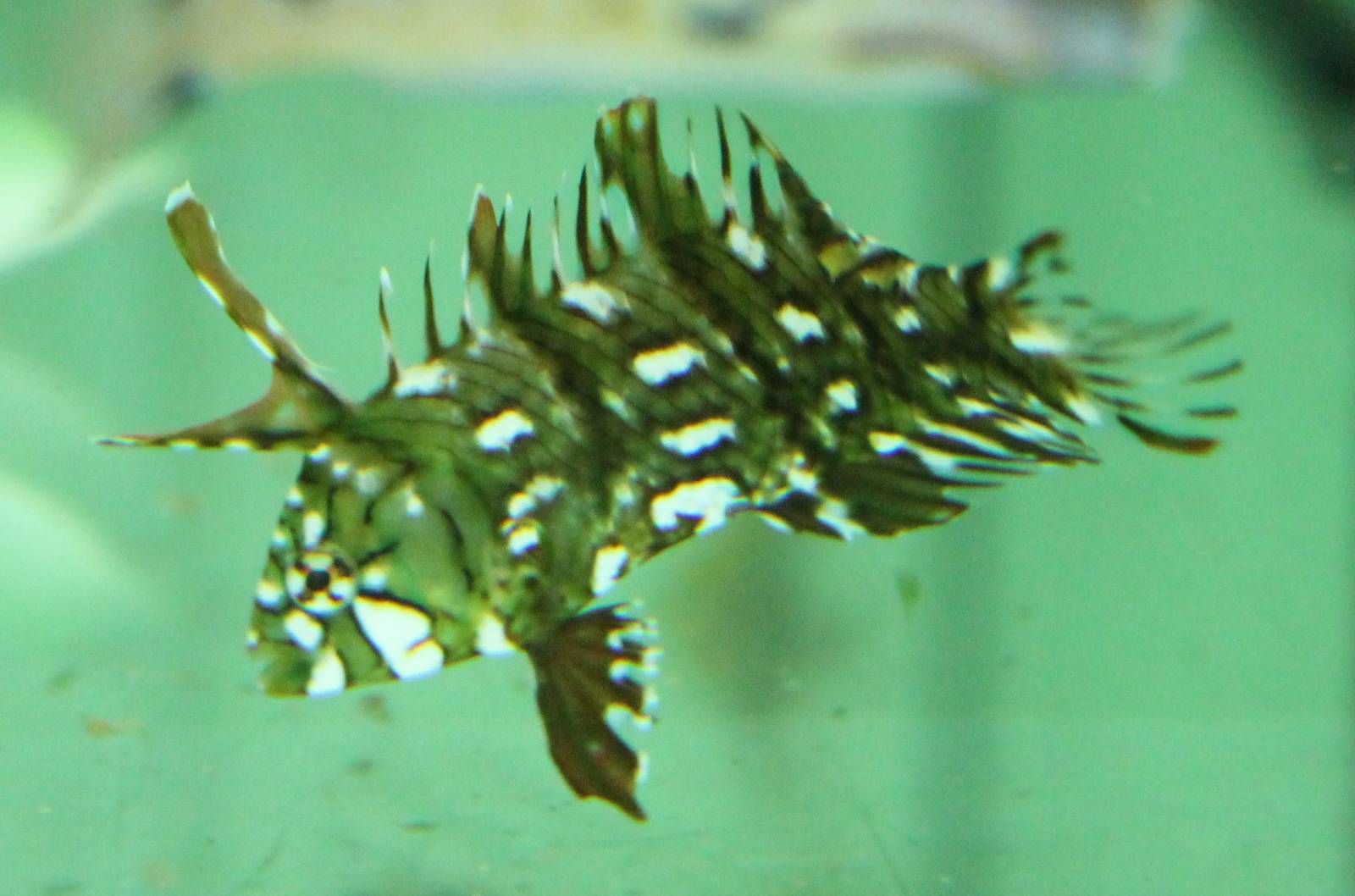 Dragon wrasse juvenile