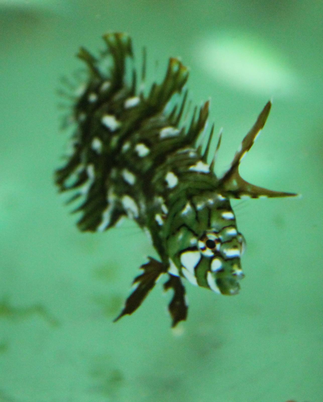 Dragon wrasse juvenile