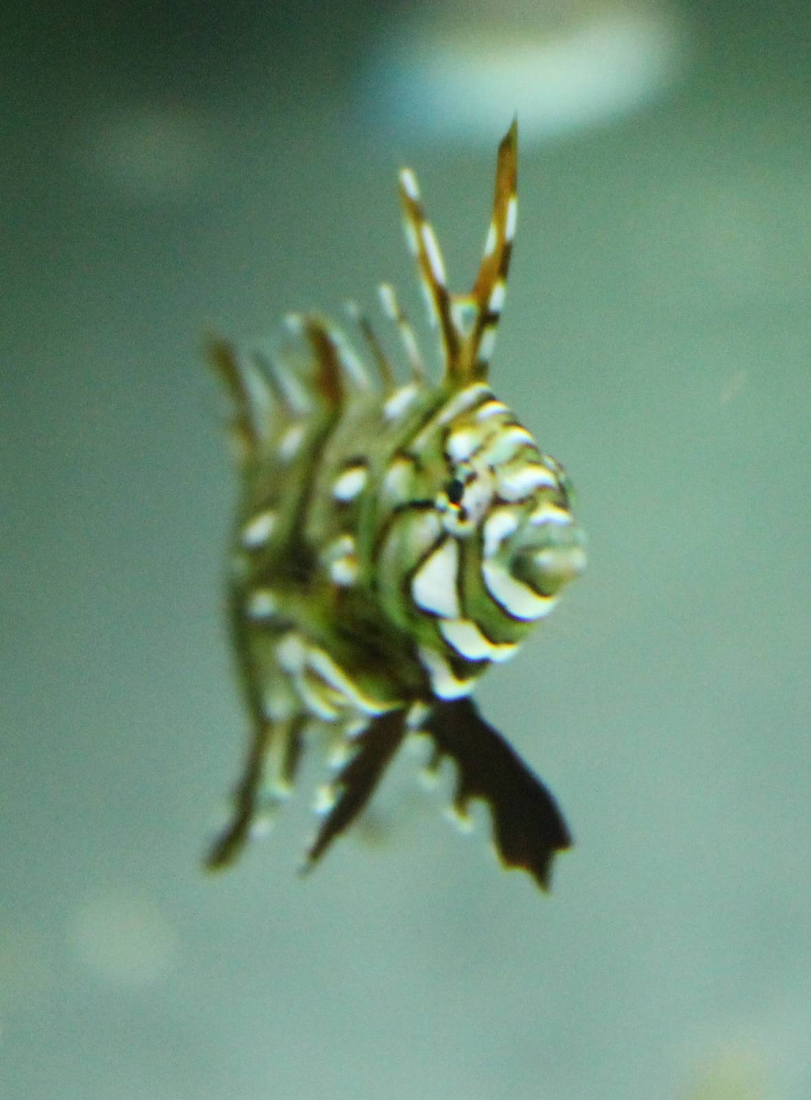 Dragon wrasse juvenile