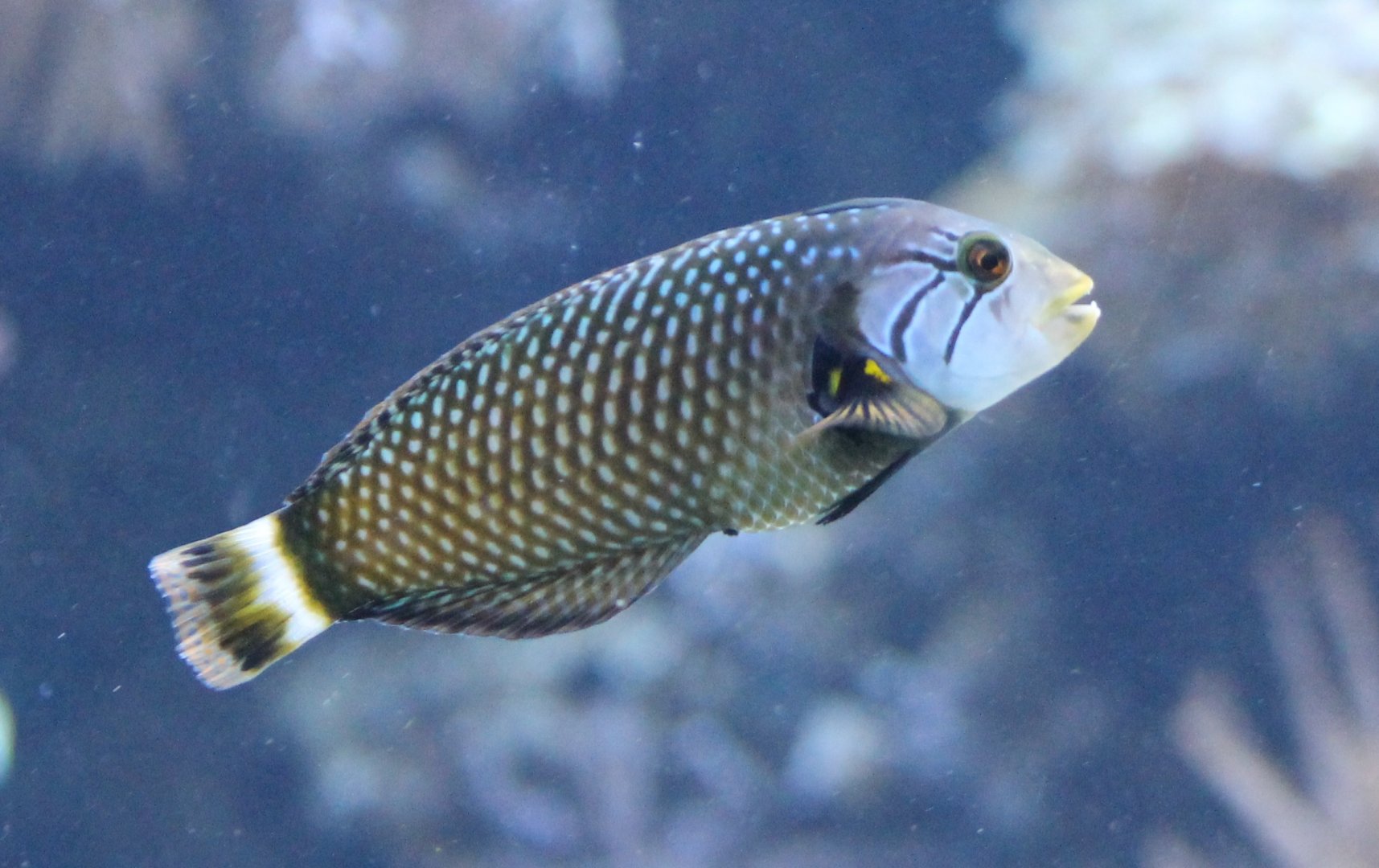 Dragon wrasse - Novaculichthys taeniourus