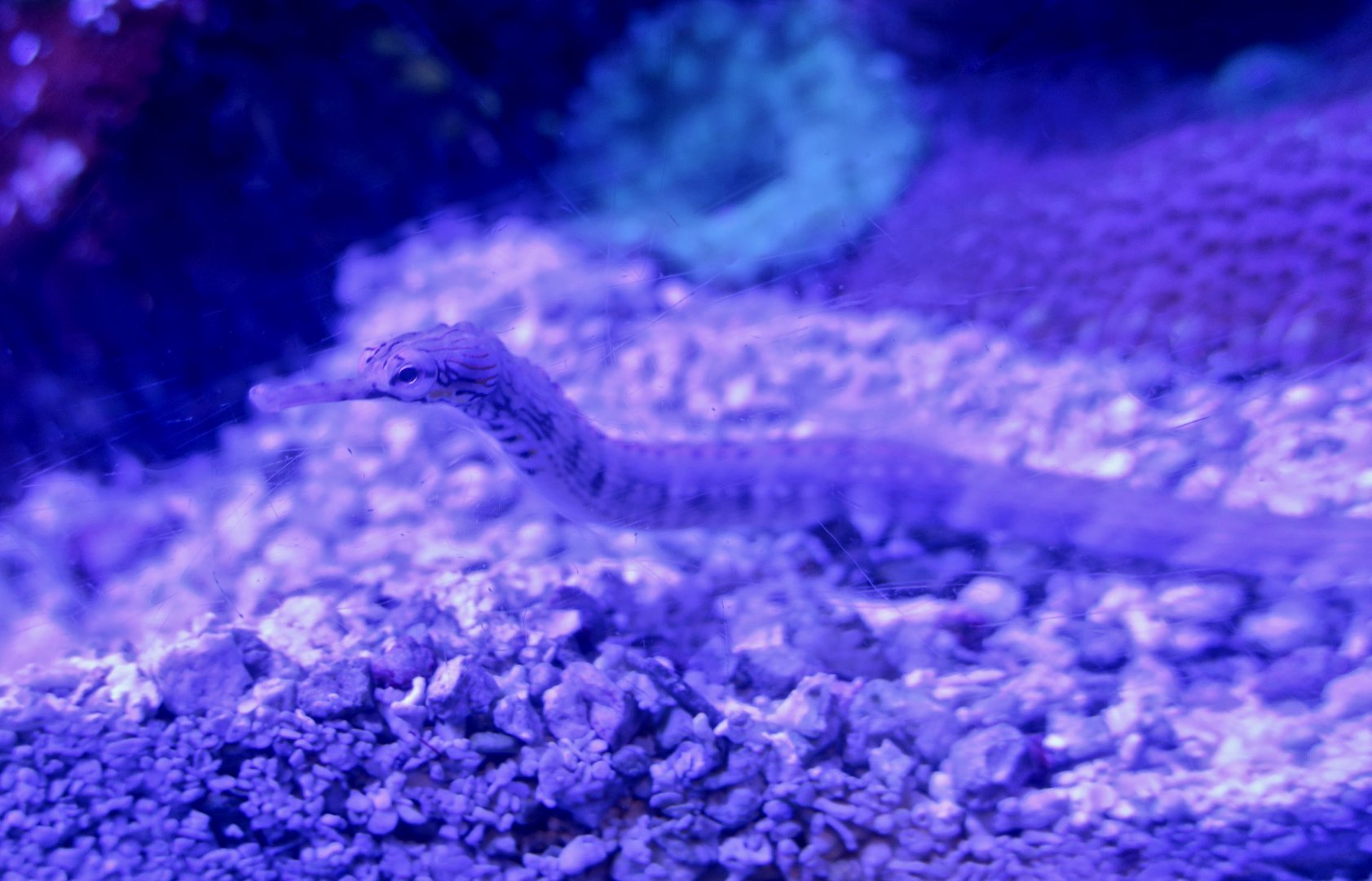 Dragonface Pipefish (Corythoichthys haematopterus)