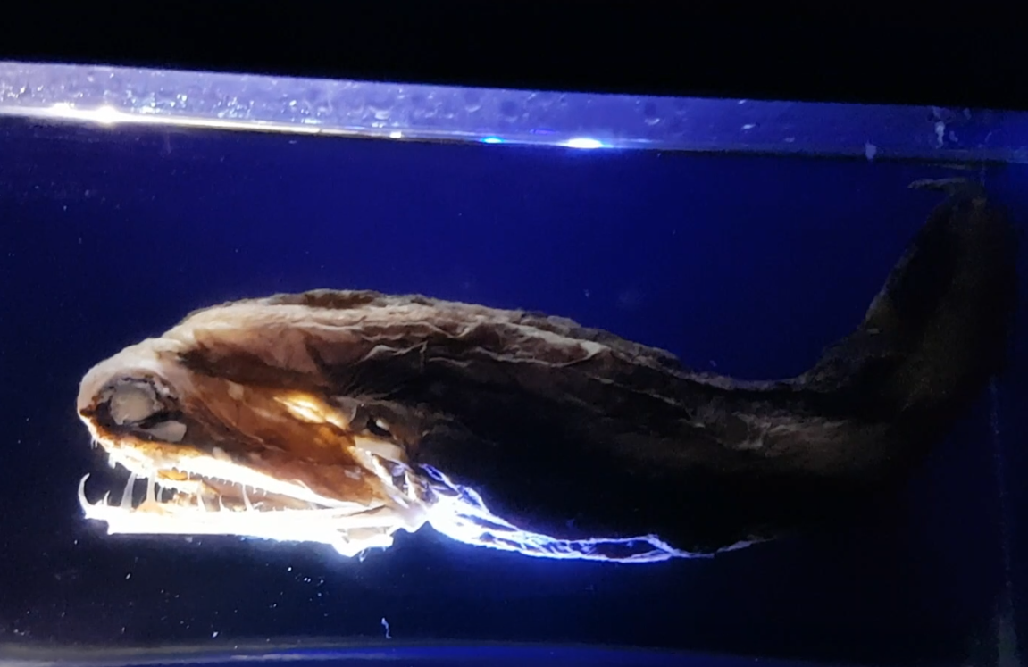 Dragonfish - Malacosteus niger