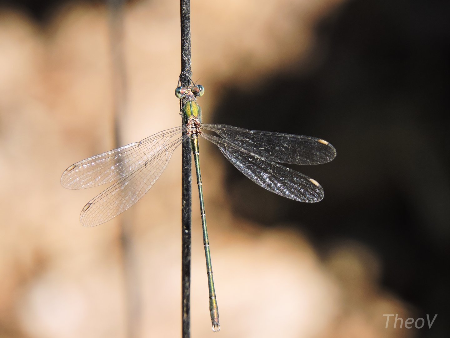 Dragonfly [2015]