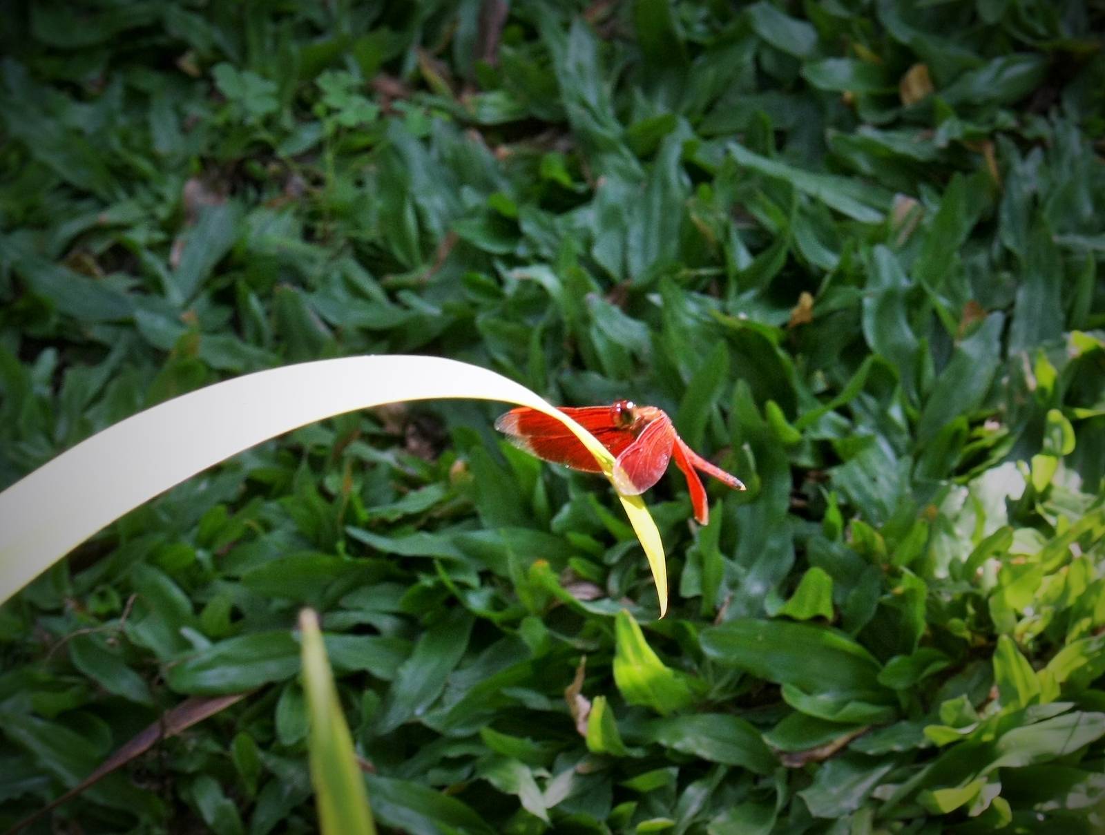 Dragonfly (?) - Bali