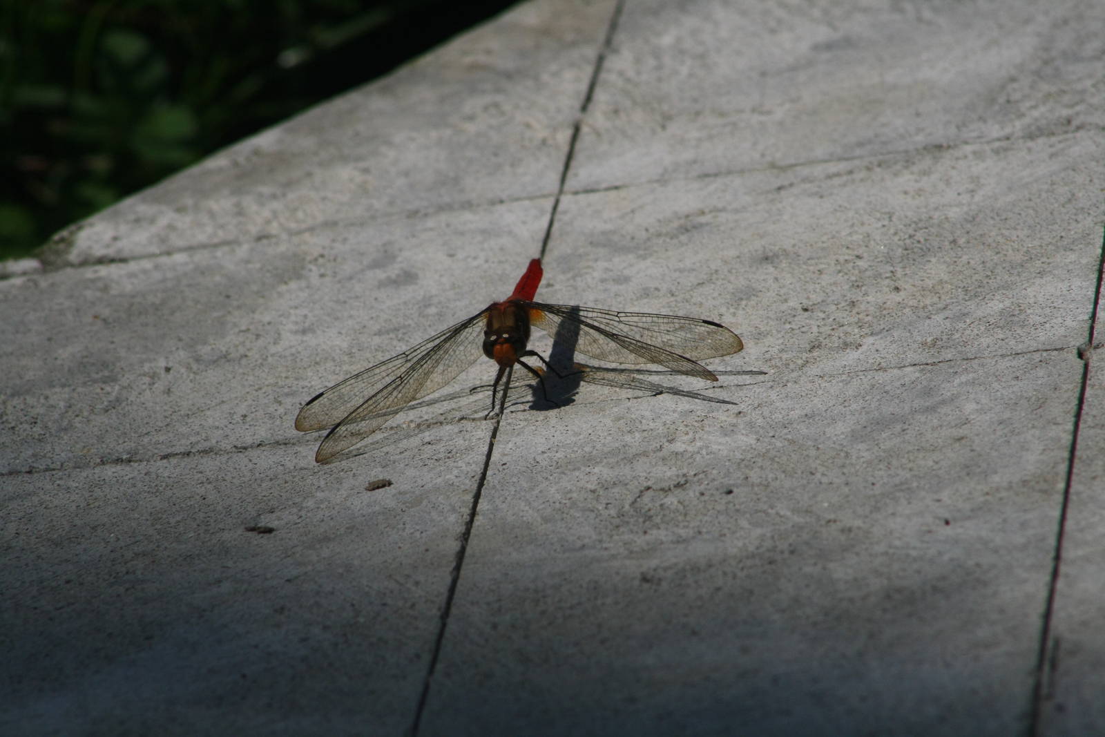 Dragonfly - Bali