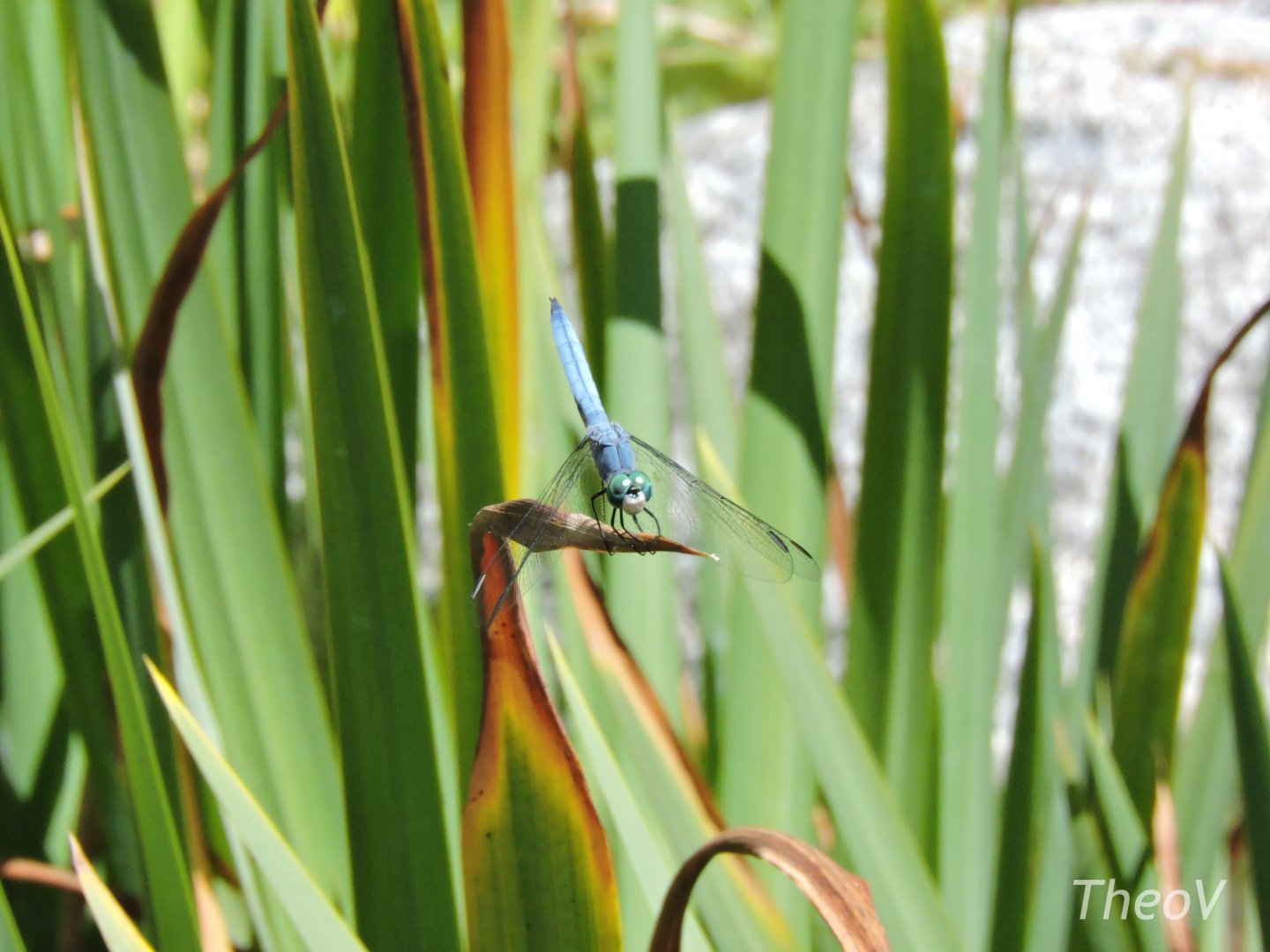 Dragonfly - Elephant Odyssey [2015]