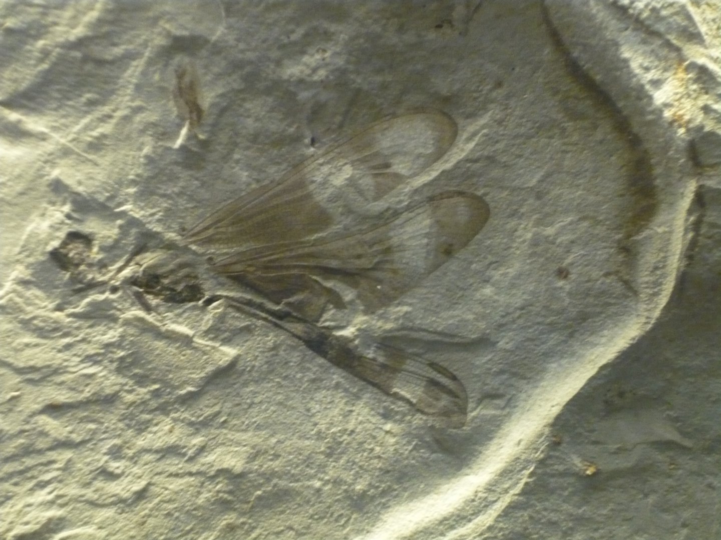 Dragonfly from the Messel Pit