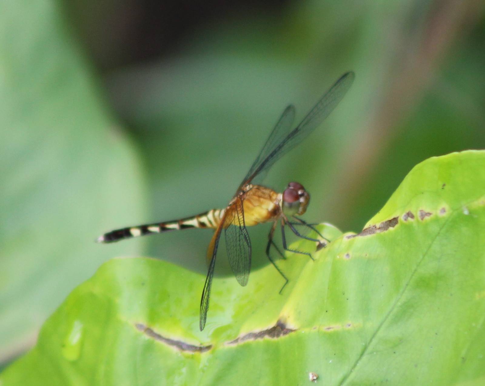 Dragonfly ID
