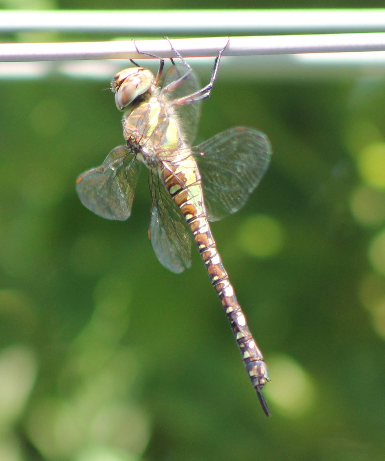 Dragonfly ID