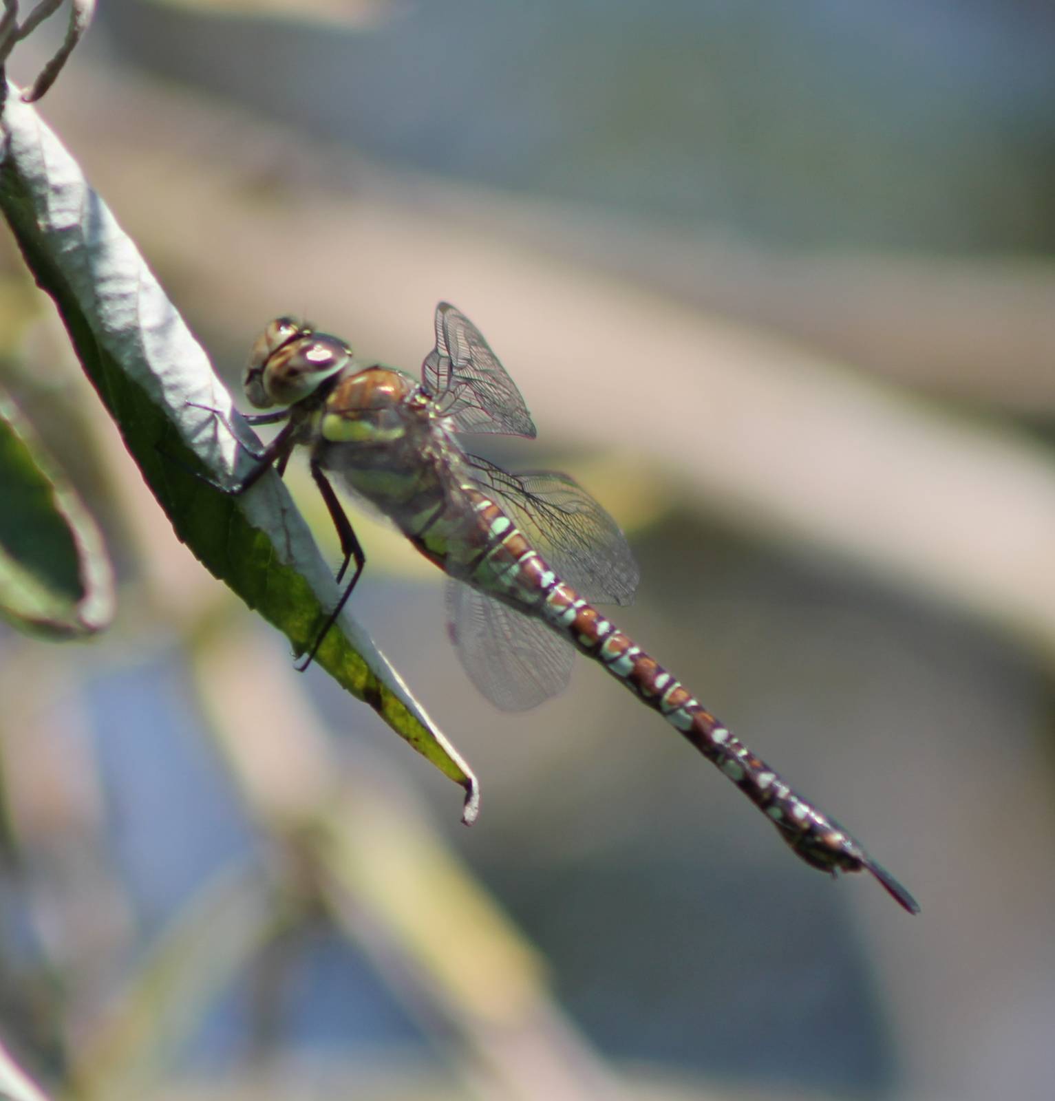 Dragonfly ID