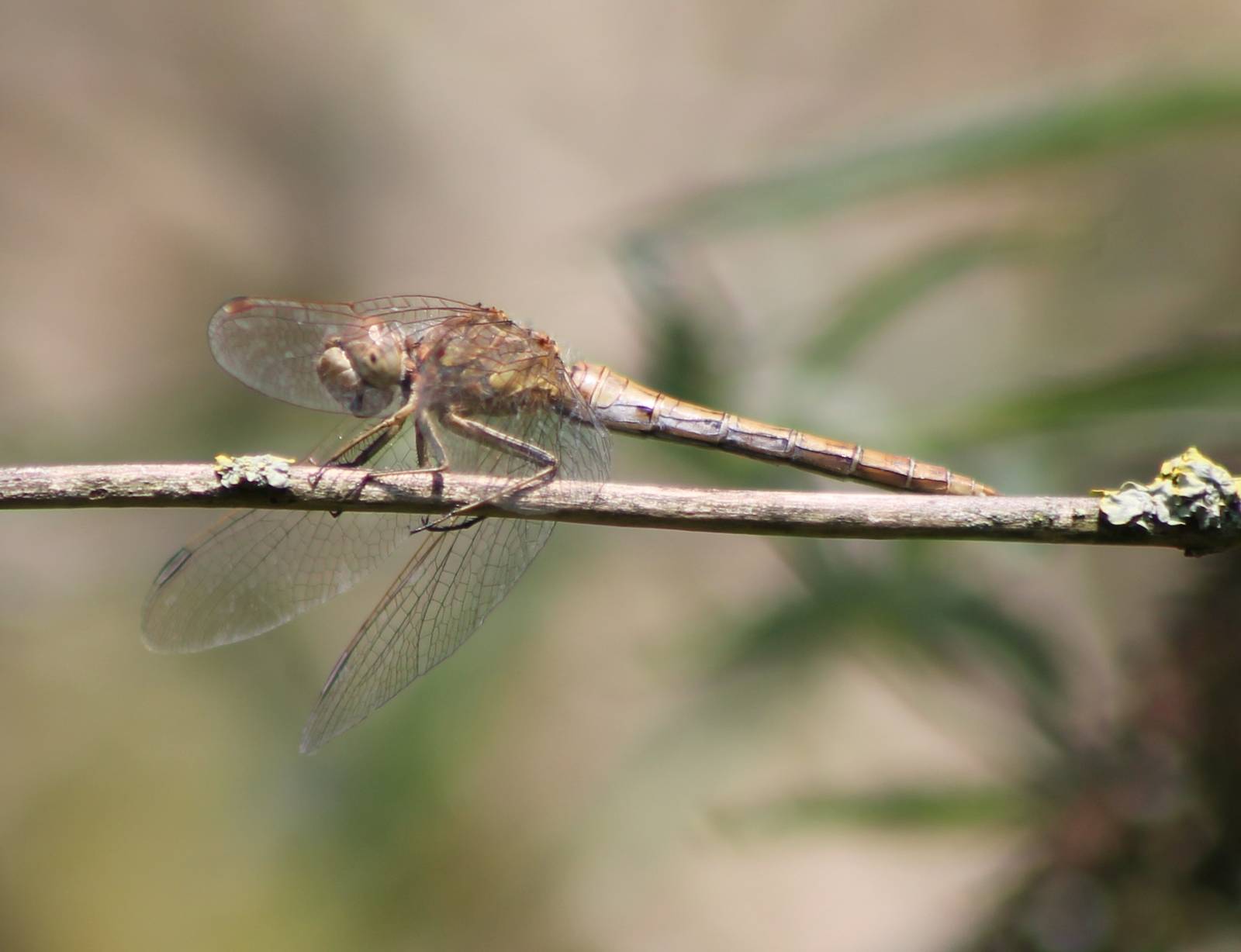 Dragonfly ID