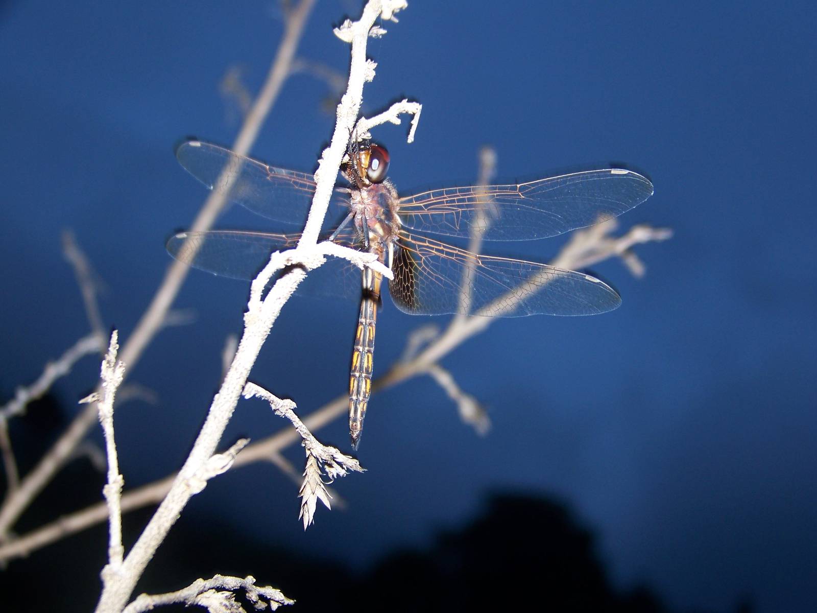 Dragonfly ID?