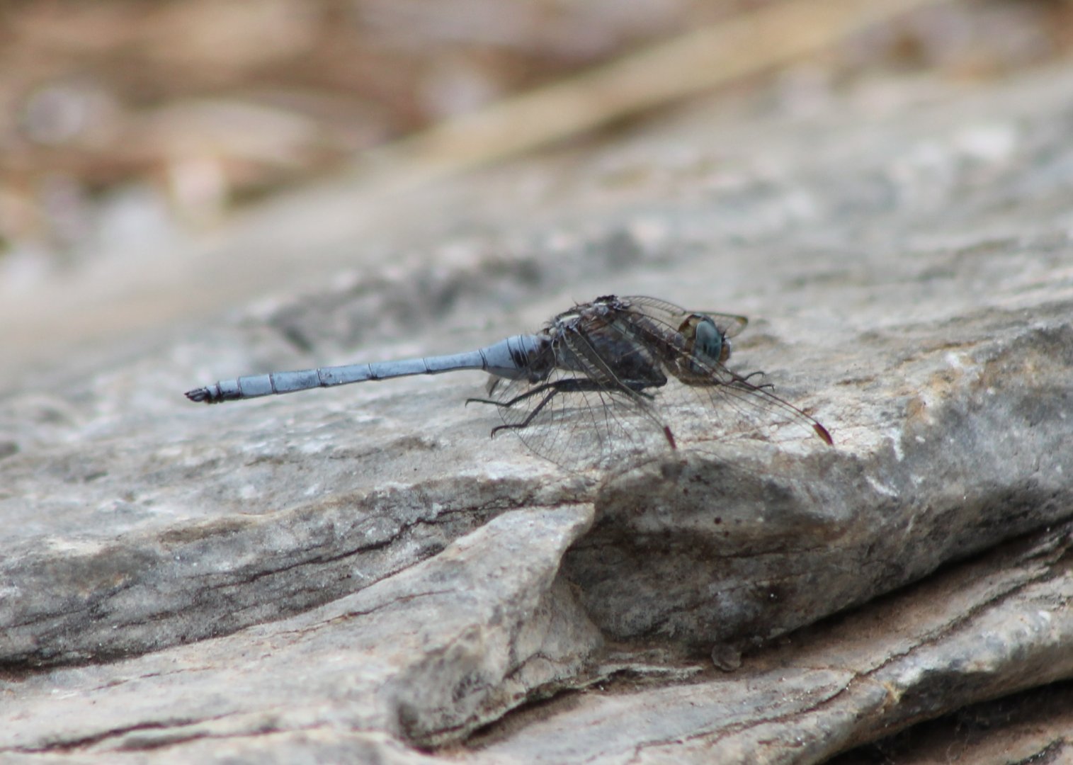 Dragonfly ID