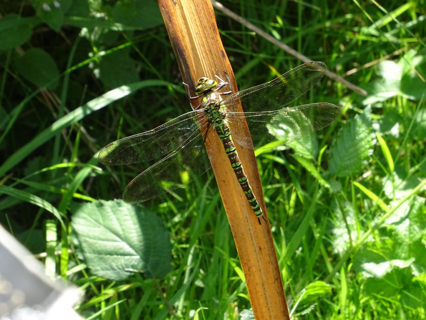 Dragonfly ID?
