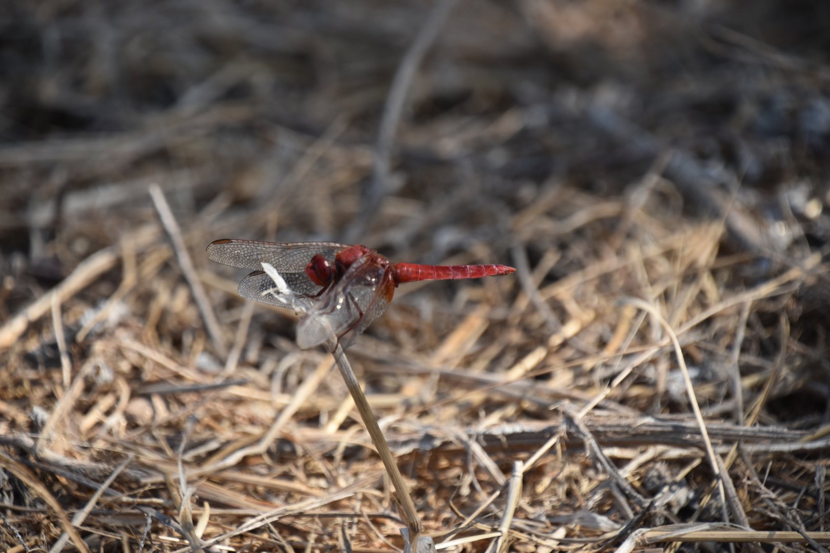 Dragonfly ID?