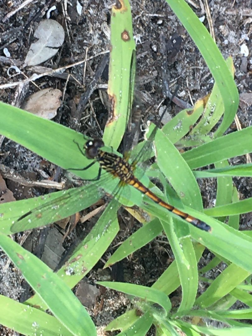 Dragonfly ID?