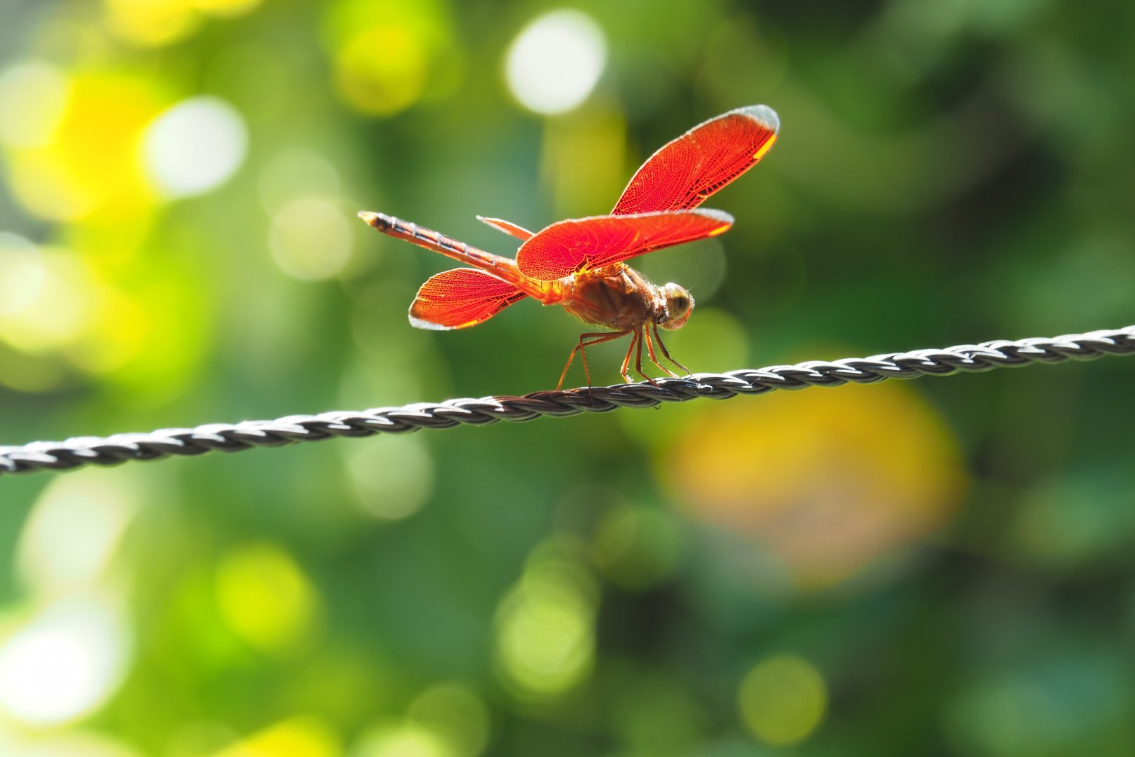 Dragonfly - Kinabatangan River, Sabah, Borneo