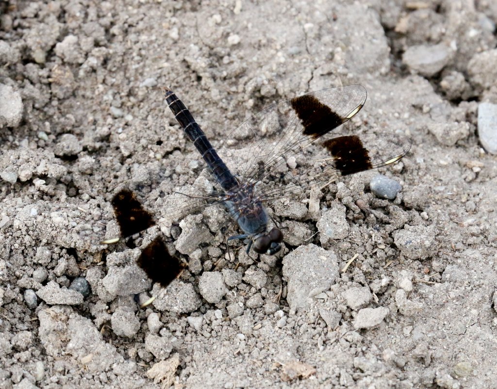 Dragonfly - known locally as 'Choppers'