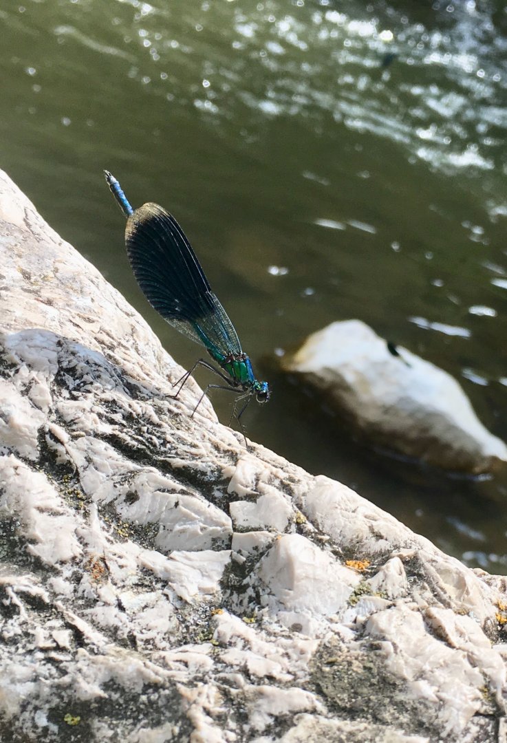 Dragonfly, not sure exact species - Cheile Turzii
