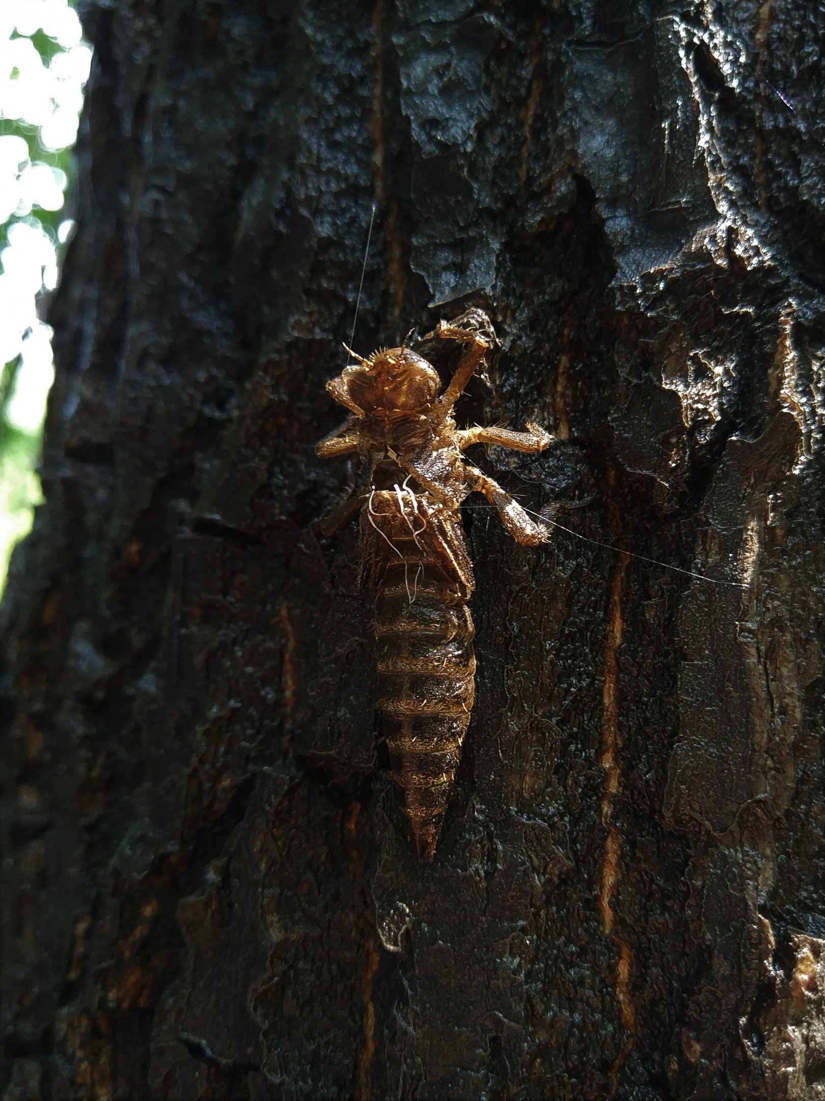 Dragonfly nymph cast