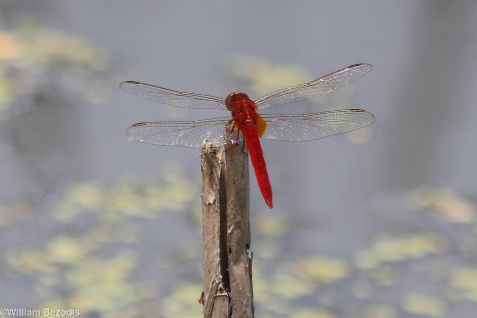 Dragonfly - Rice Fields Near Petchaburi