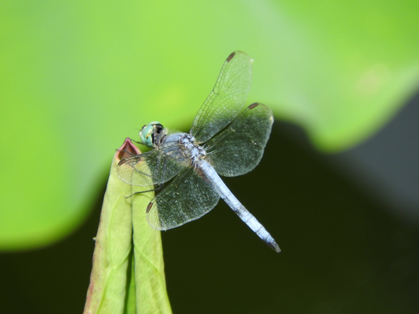 Dragonfly sp.
