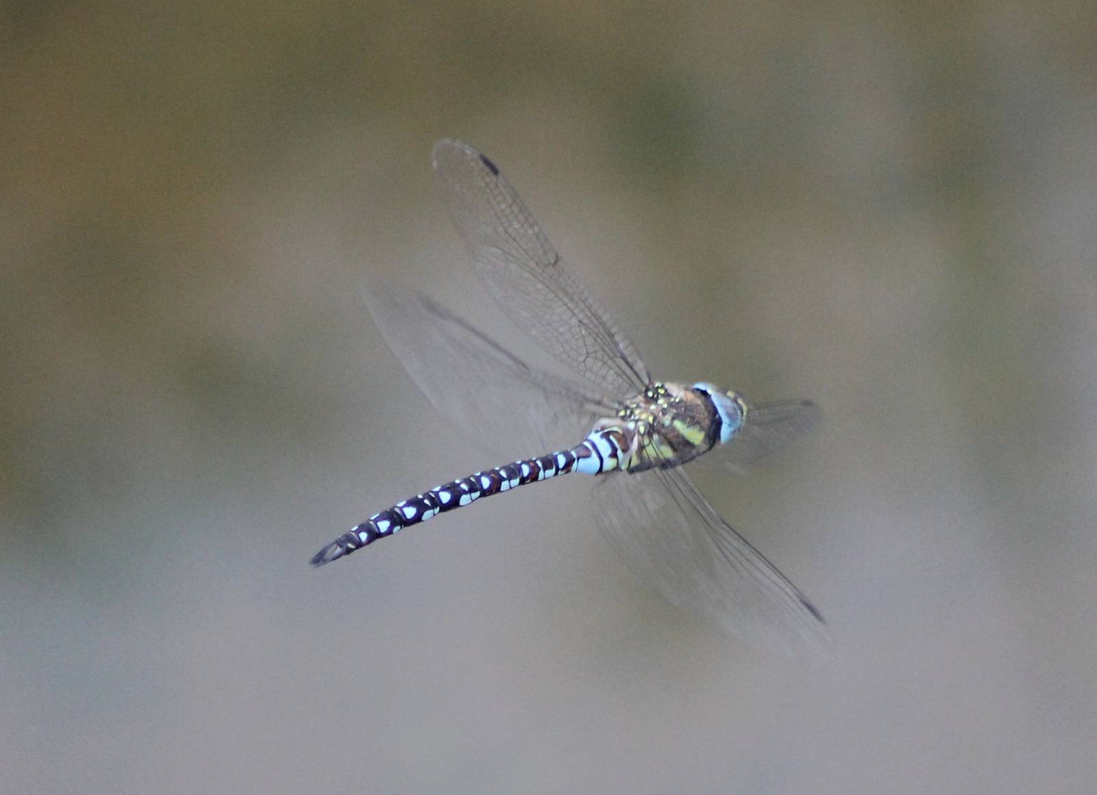 Dragonfly-species ID