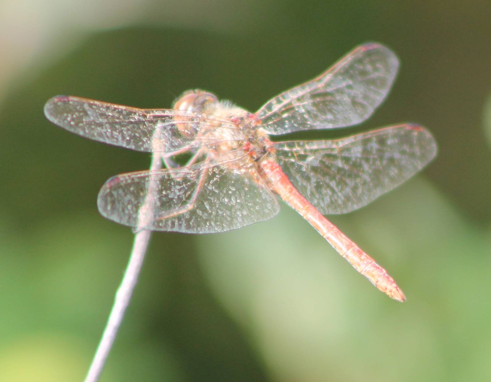 Dragonfly-species ID