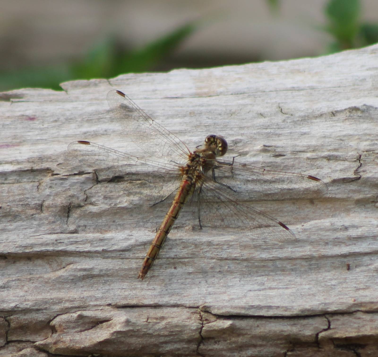 Dragonfly-species ID