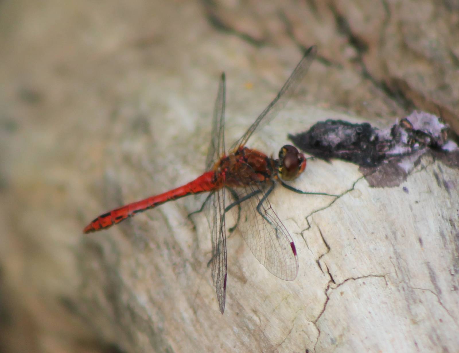 Dragonfly-species ID