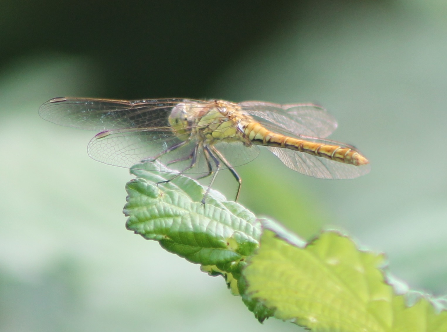 Dragonfly-species ID