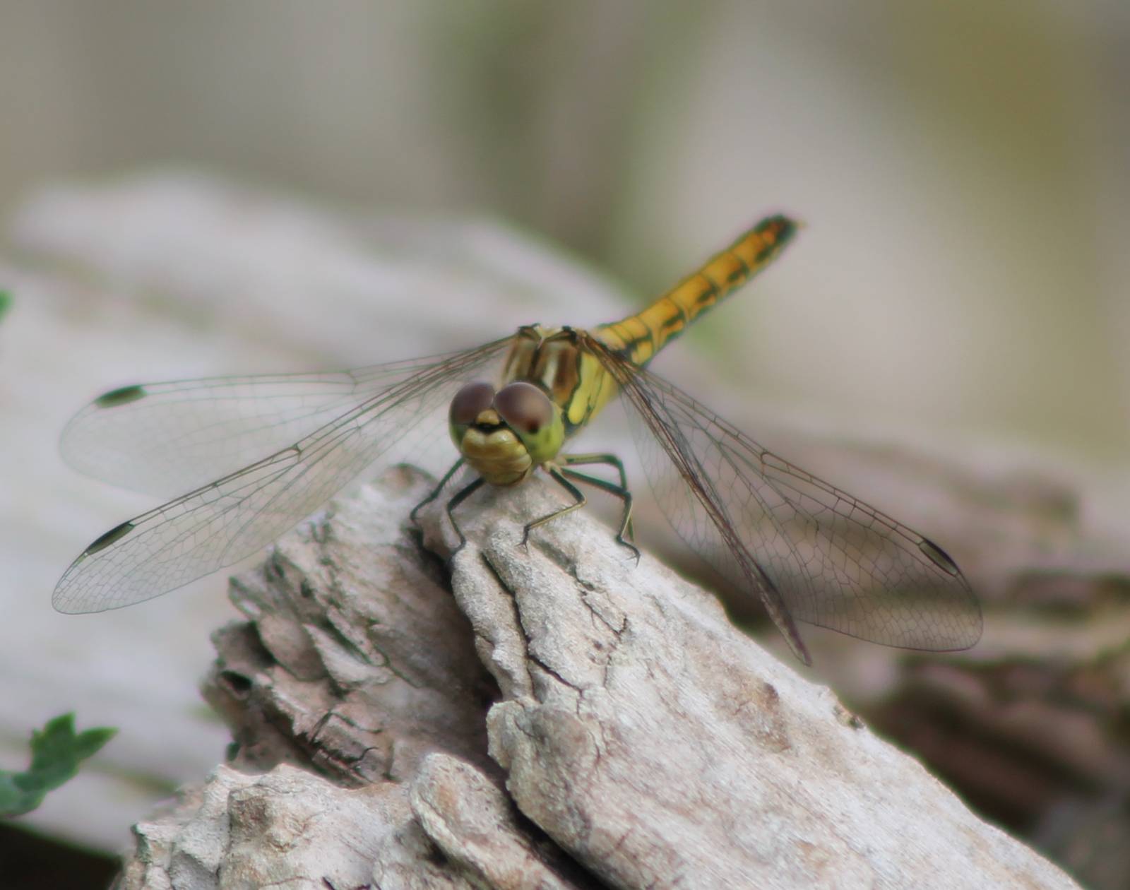 Dragonfly-species ID