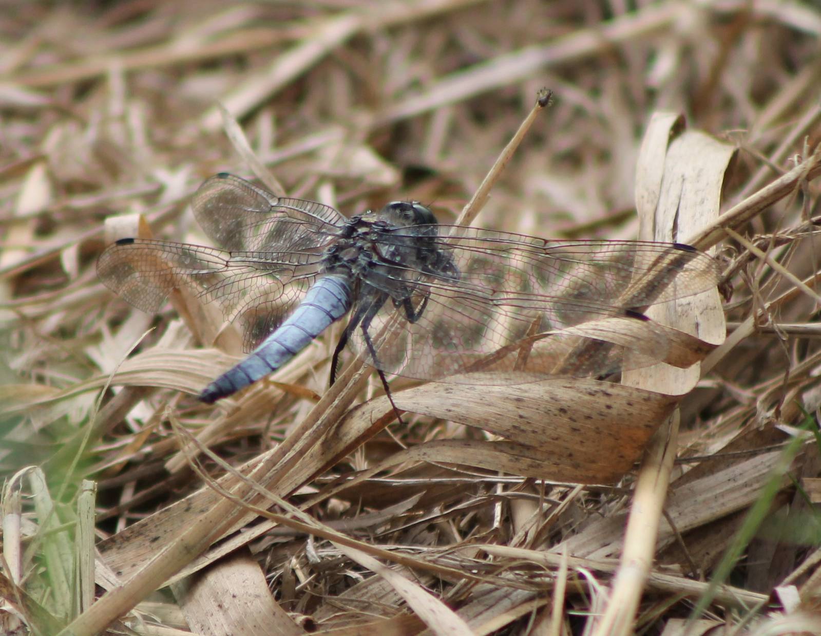 Dragonfly-species ID
