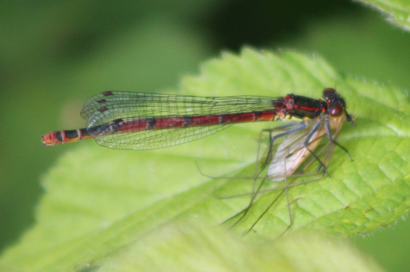 dragonfly species with prey