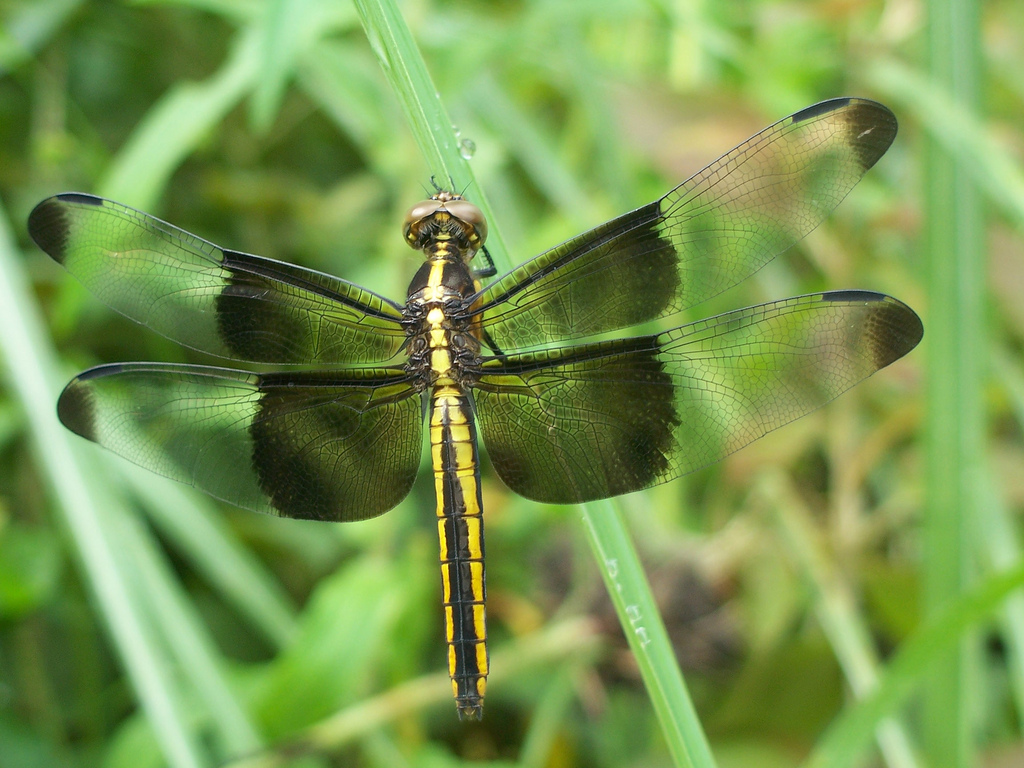 Dragonfly species