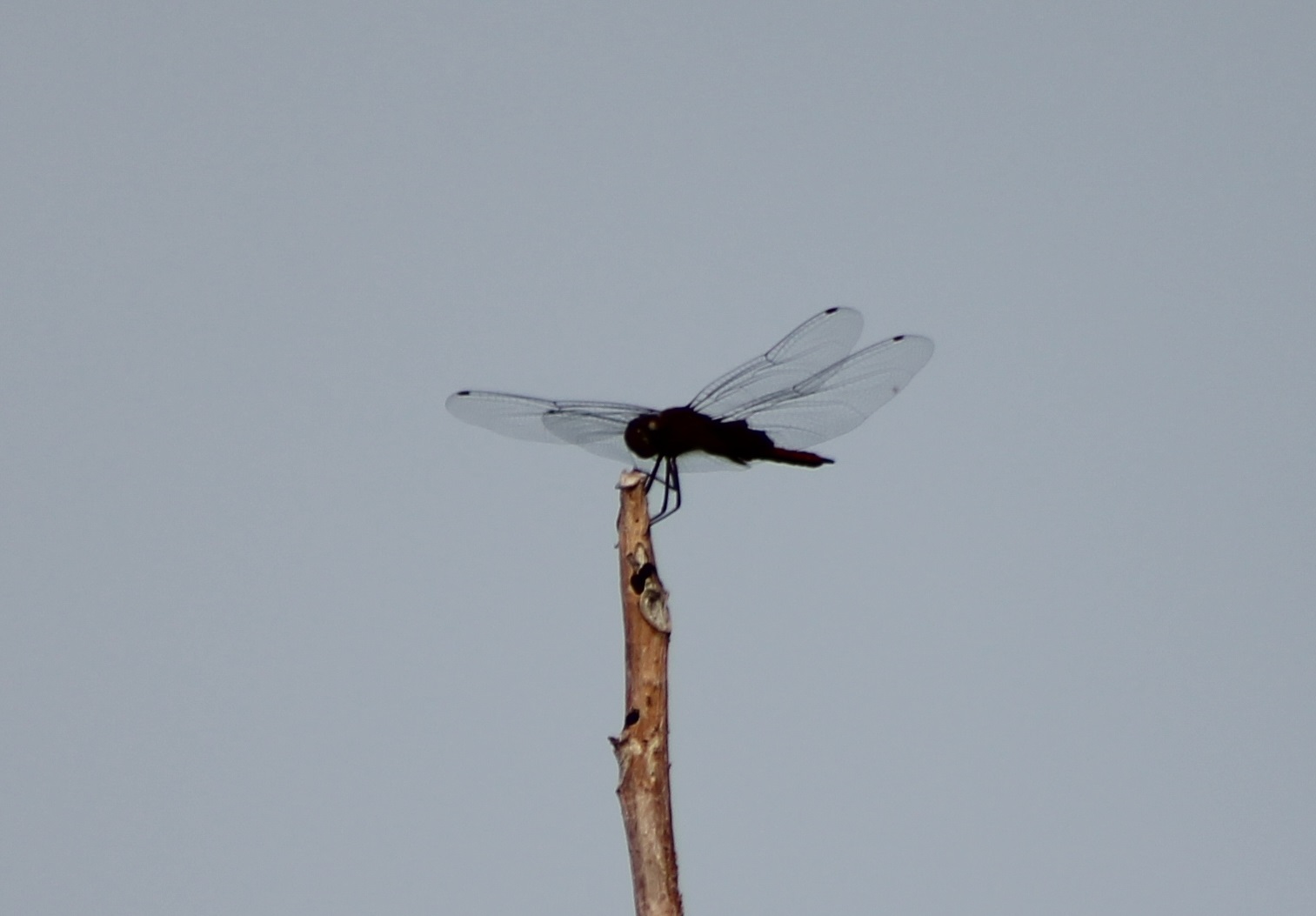 Dragonfly species