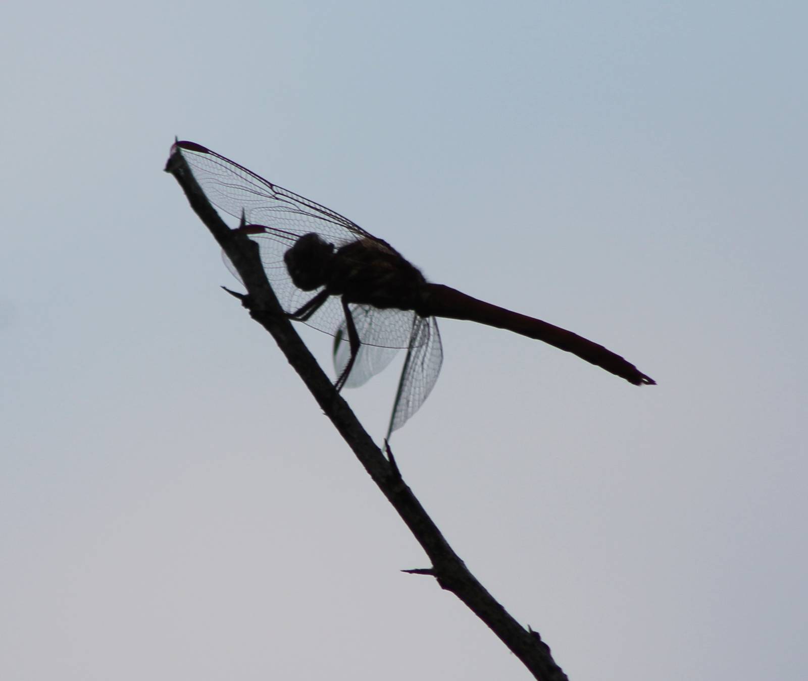 Dragonfly species
