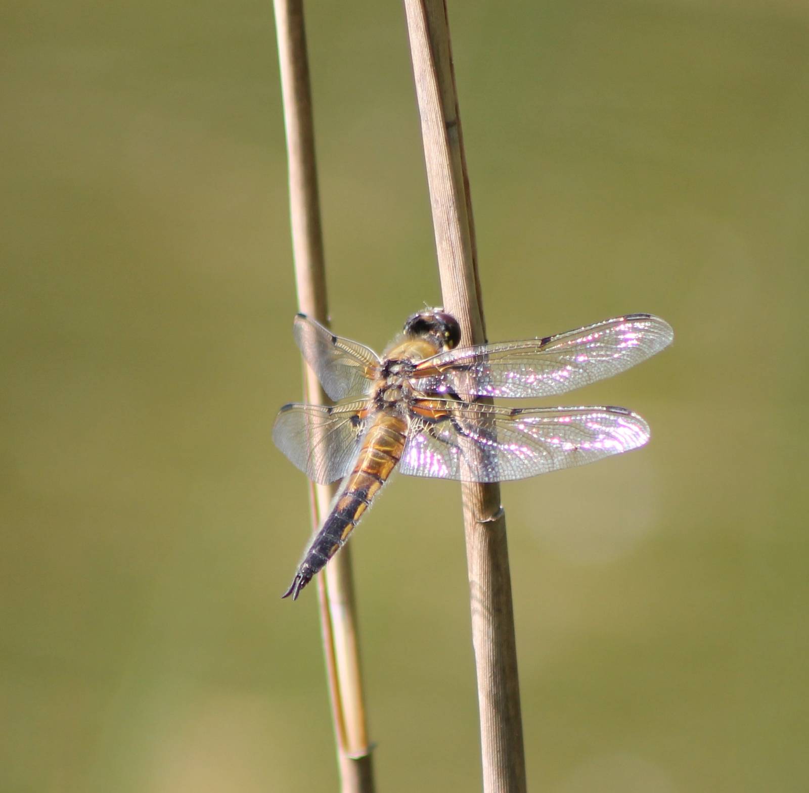 Dragonfly species