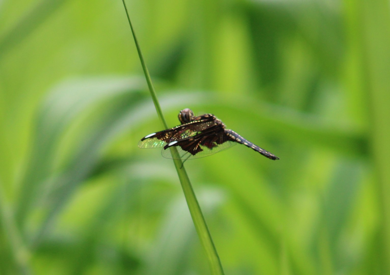Dragonfly-species