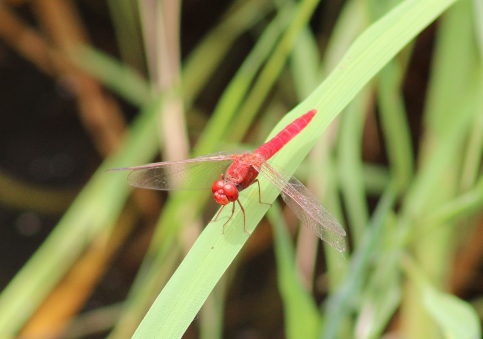 Dragonfly-species