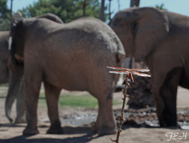 dragonfly watching elephants