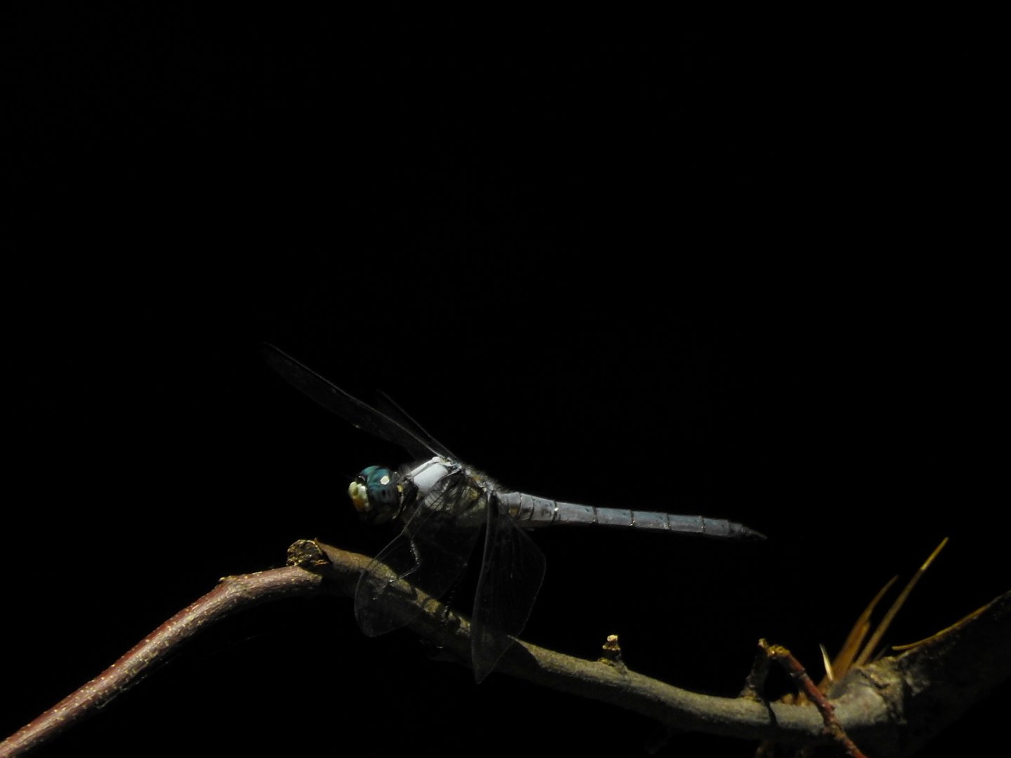Dragonfly
