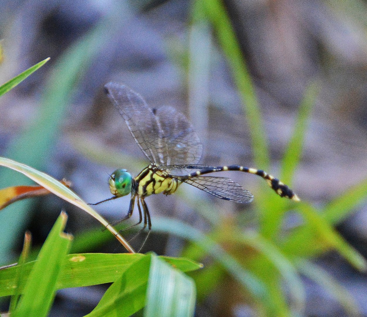 Dragonfly